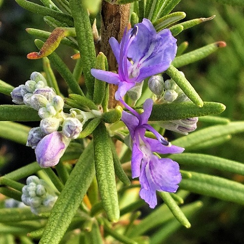 fleur de romarin